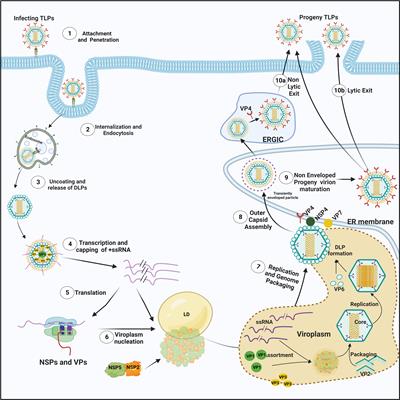 Sneaking into the viral safe-houses: Implications of host components in regulating integrity and dynamics of rotaviral replication factories